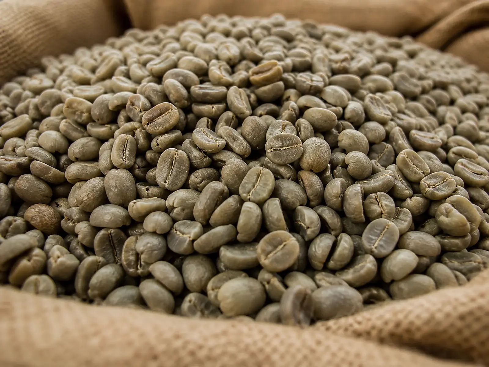 Premium raw green coffee beans prepared for wholesale supply